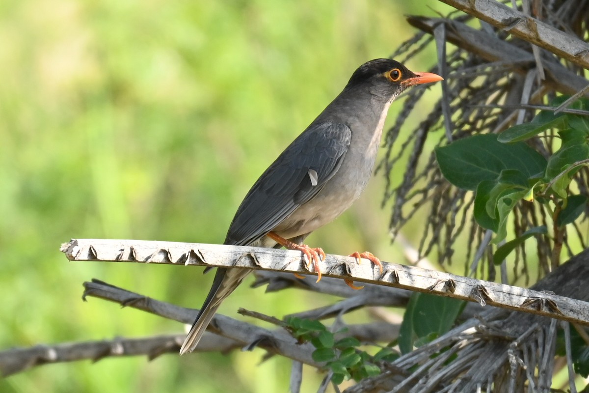 Indian Blackbird - ML618811598