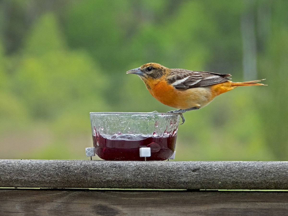 Oriole de Baltimore - ML618811616