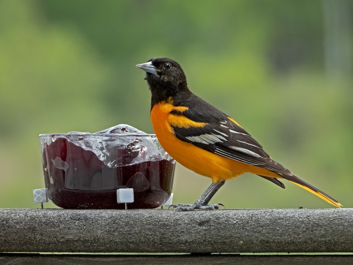 Baltimore Oriole - ML618811617