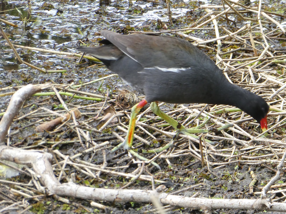 Gallinule d'Amérique - ML618811619