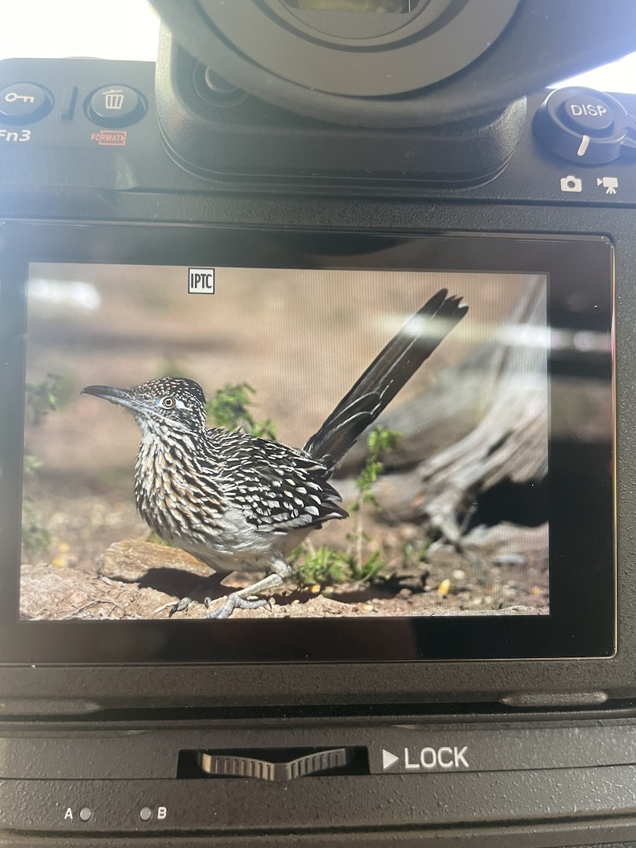 Greater Roadrunner - Laura Barfield