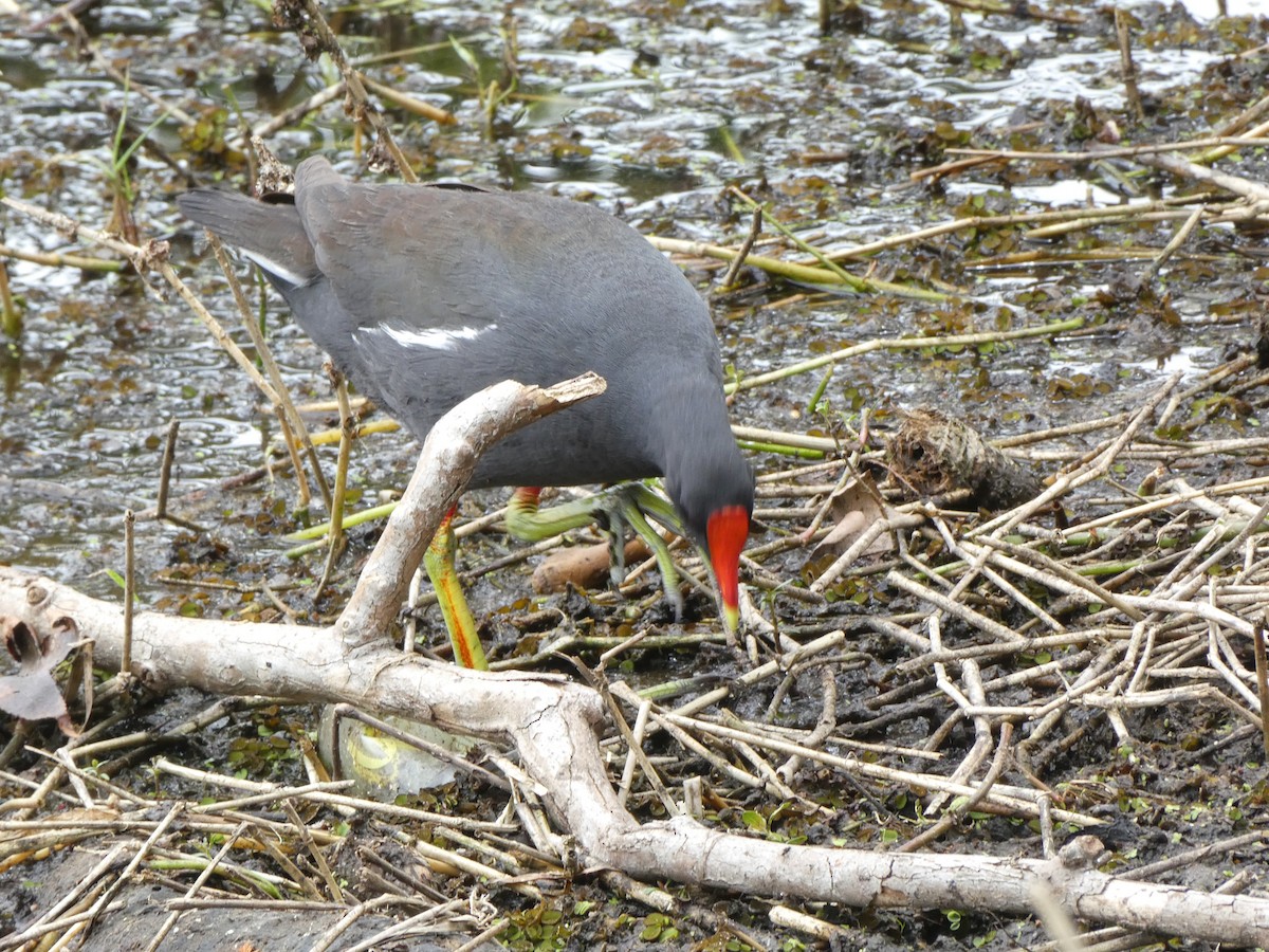 Gallinule d'Amérique - ML618811622