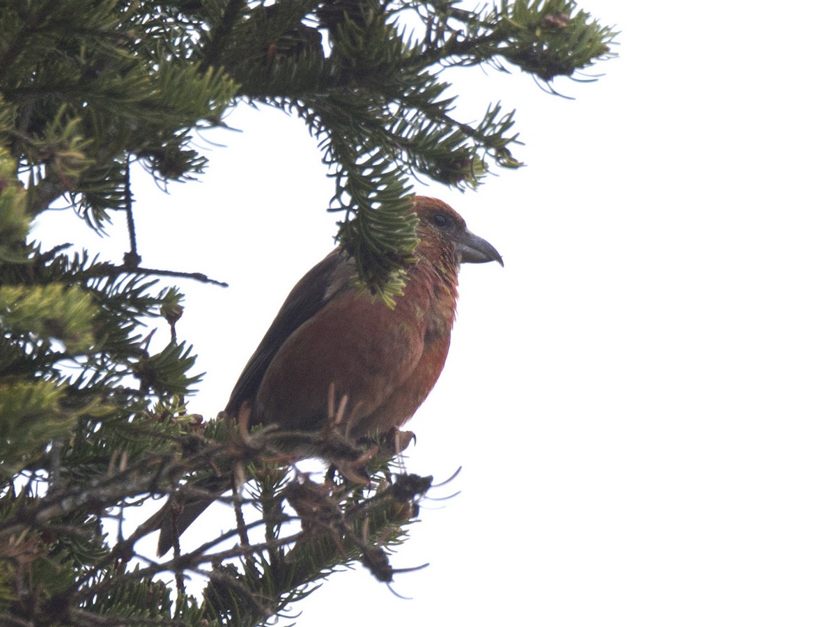 Red Crossbill - ML618811623