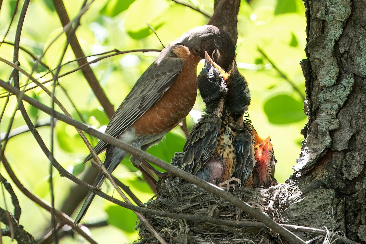 American Robin - PJ Smith