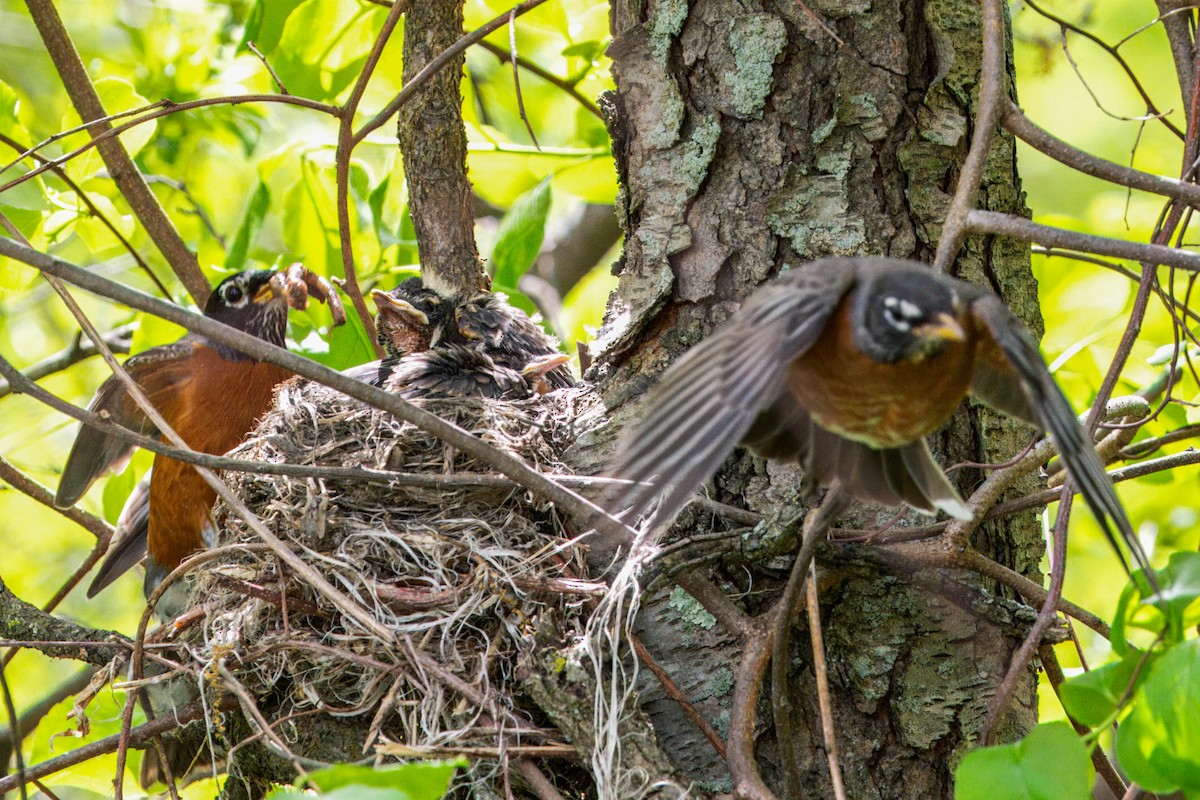 American Robin - PJ Smith