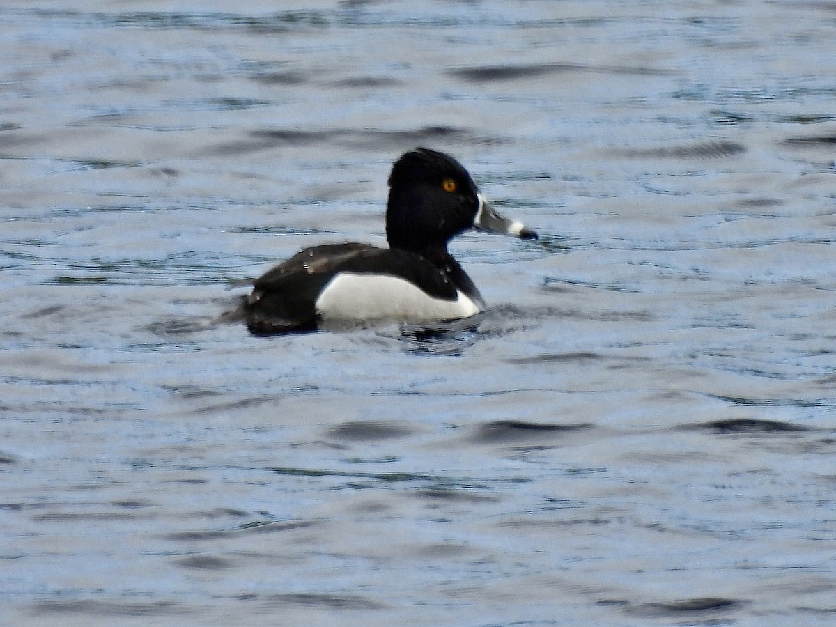 Ring-necked Duck - Ron Pearson