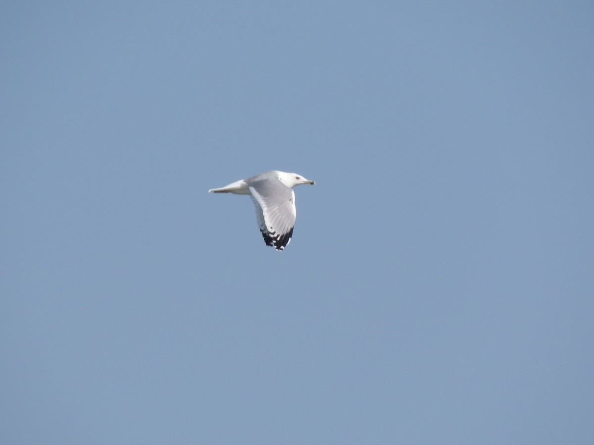 Caspian Gull - Mark Smiles