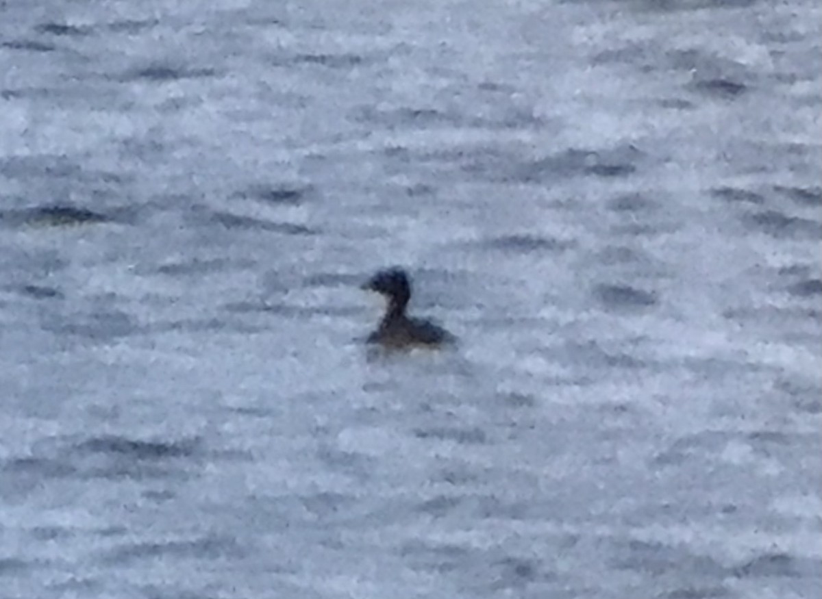 Horned Grebe - Jason Horn