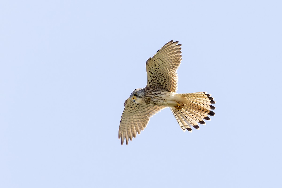 Eurasian Kestrel (Eurasian) - Graham Ella