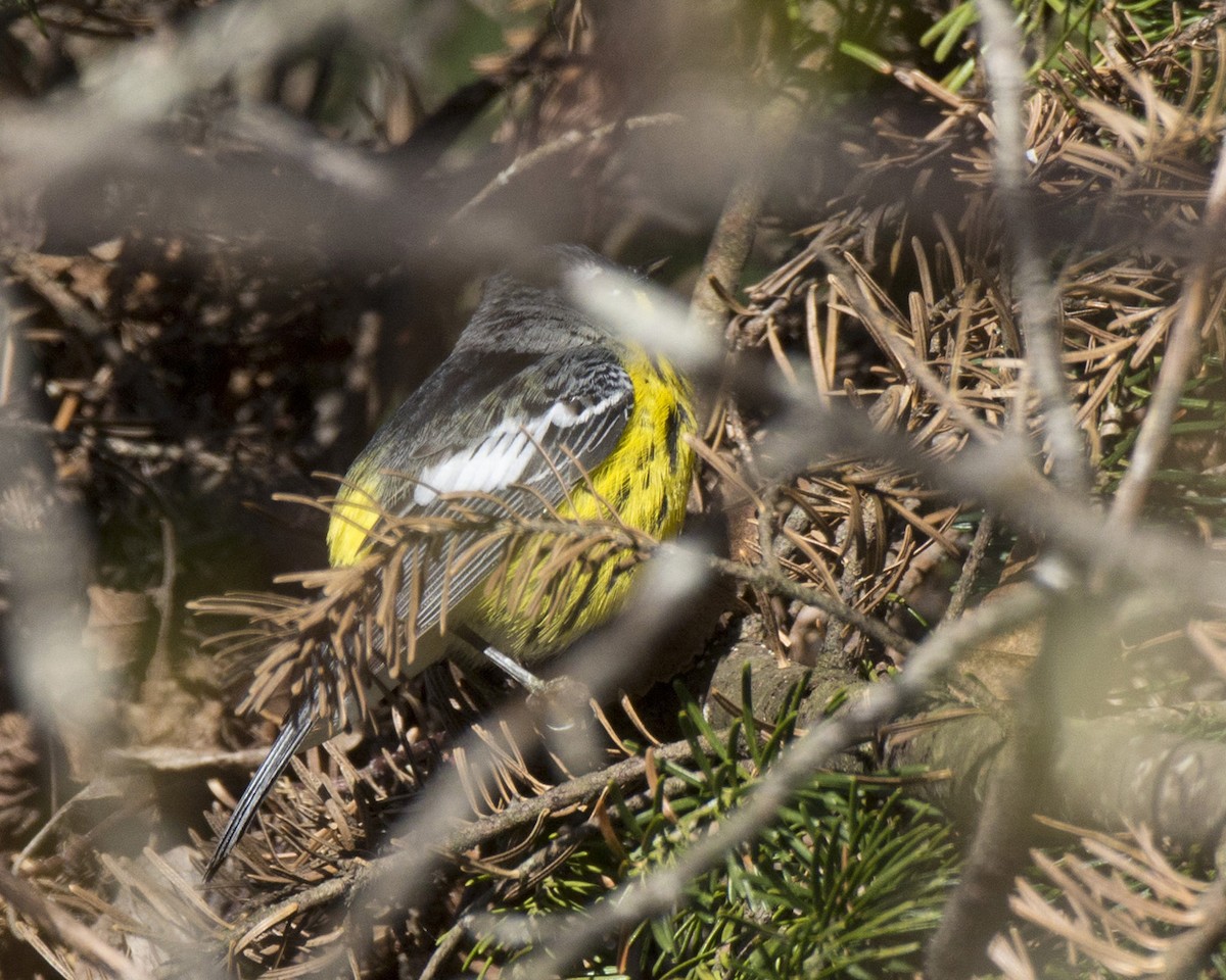 Magnolia Warbler - pierre martin