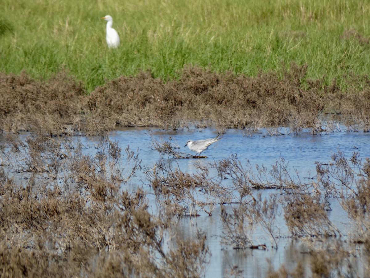 Whiskered Tern - Miguel Albornoz