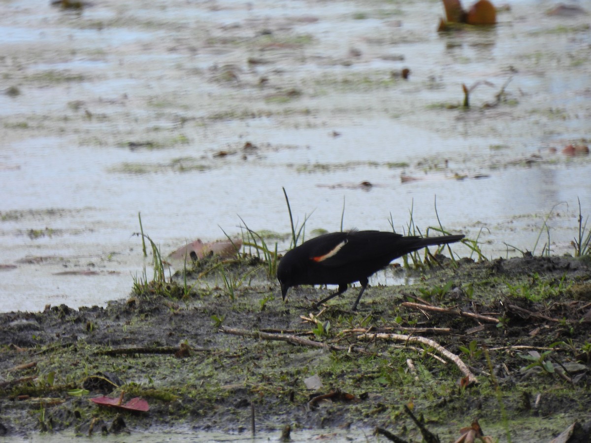 Red-winged Blackbird - ML618811660