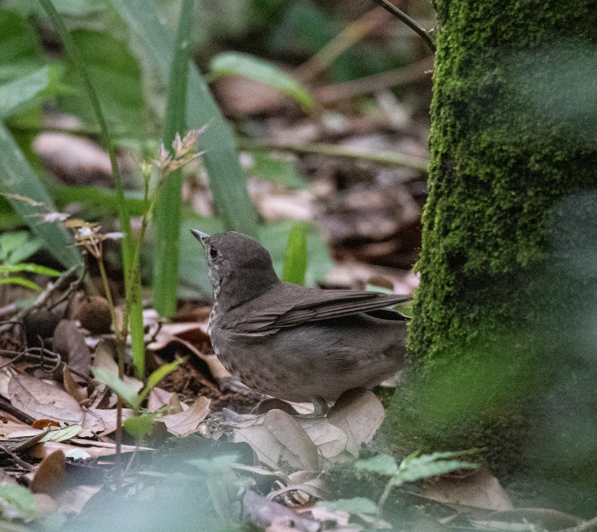 Gray-cheeked Thrush - Robert Provost