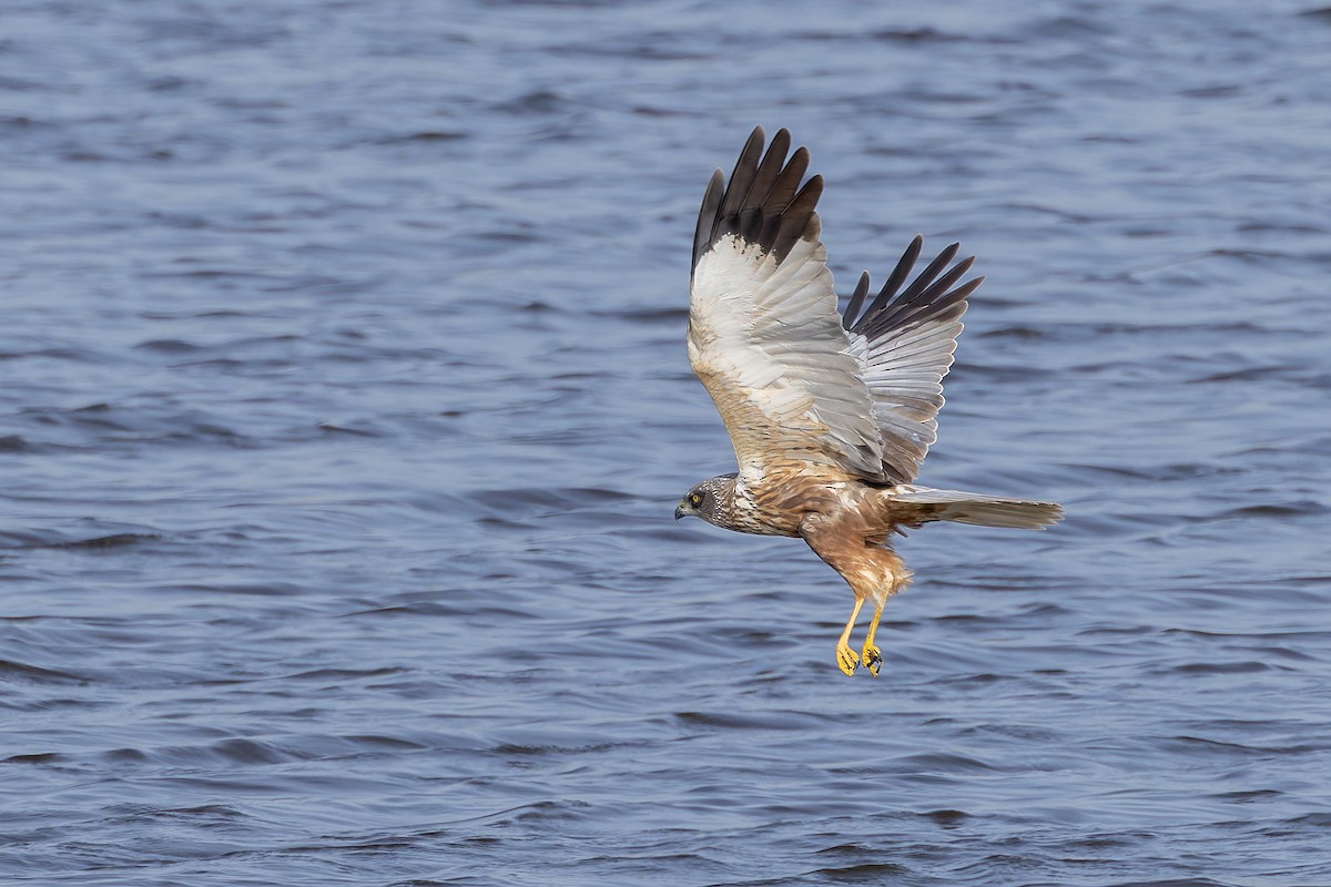 Western Marsh Harrier - Graham Ella