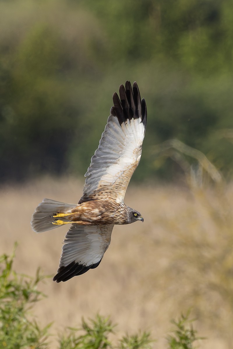 Western Marsh Harrier - Graham Ella