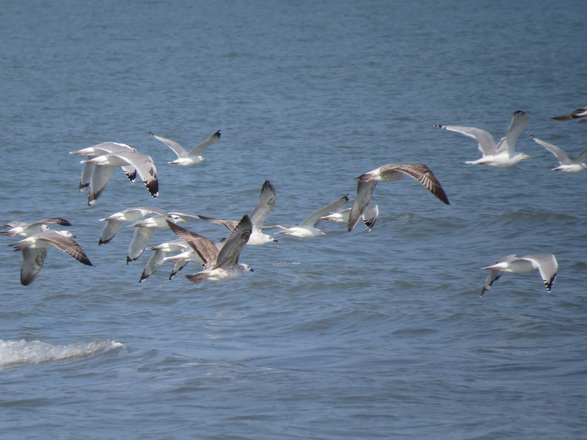 Caspian Gull - Mark Smiles