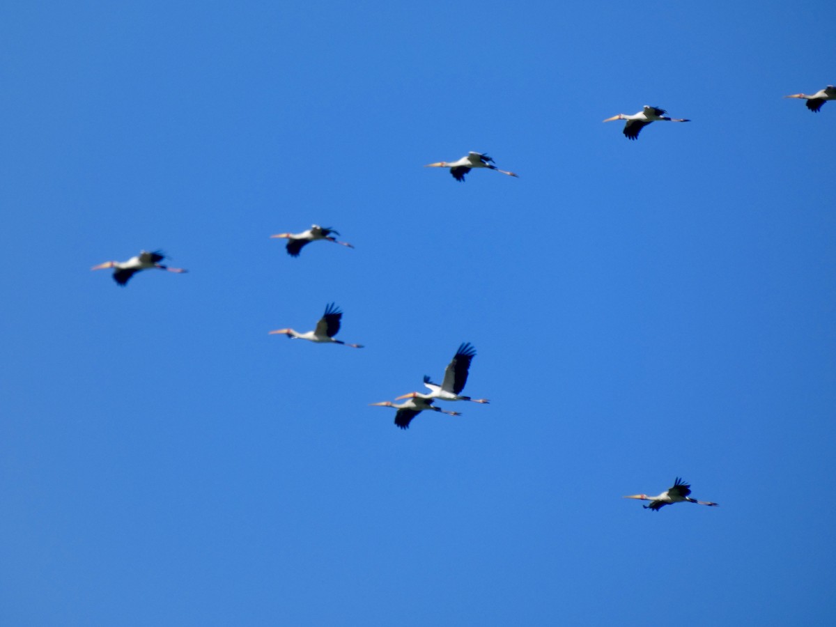 Yellow-billed Stork - Miguel Albornoz