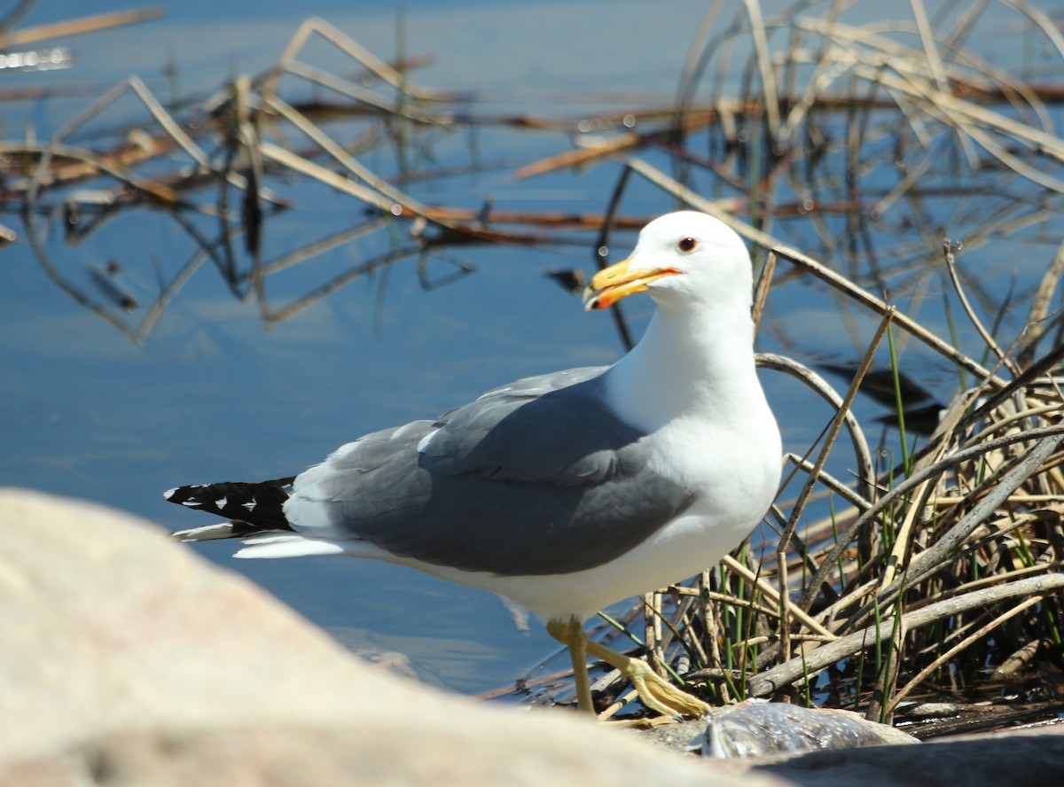 California Gull - Adele Dueck