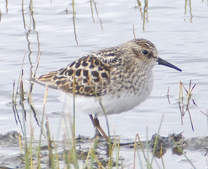 Least Sandpiper - Dave Trochlell