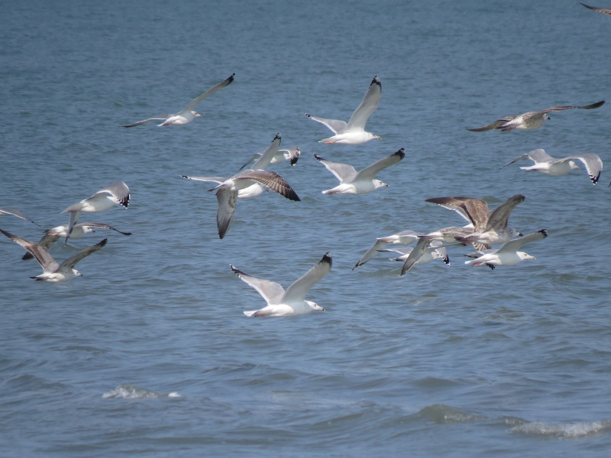 Caspian Gull - Mark Smiles