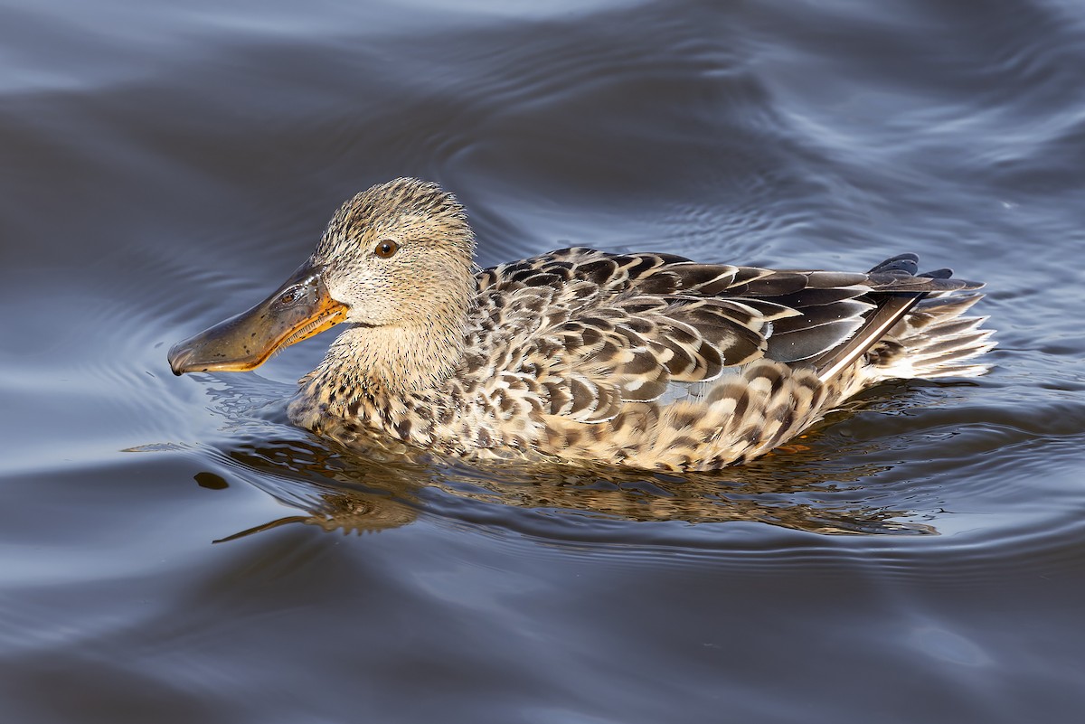 Northern Shoveler - Graham Ella