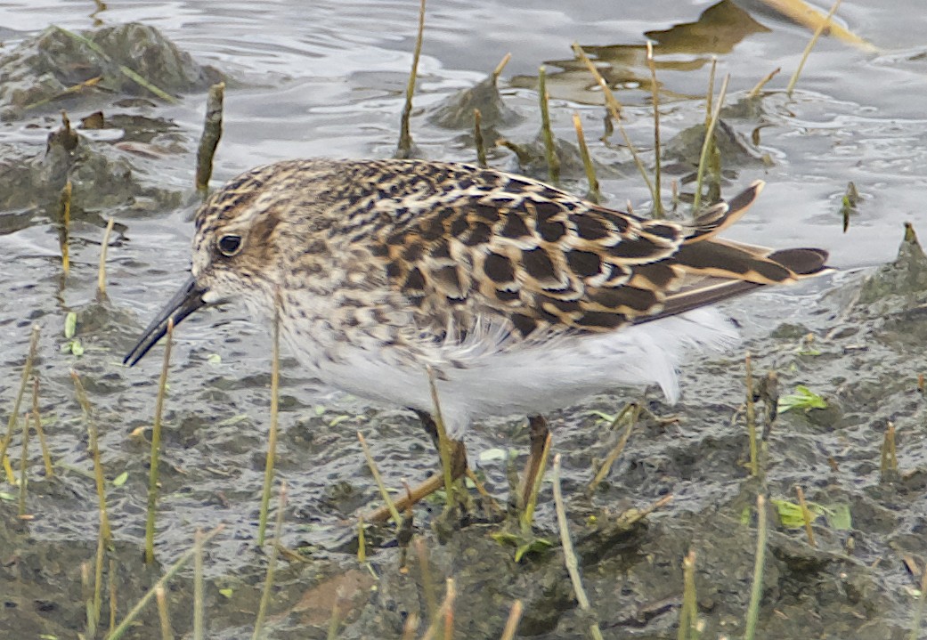 Least Sandpiper - Dave Trochlell