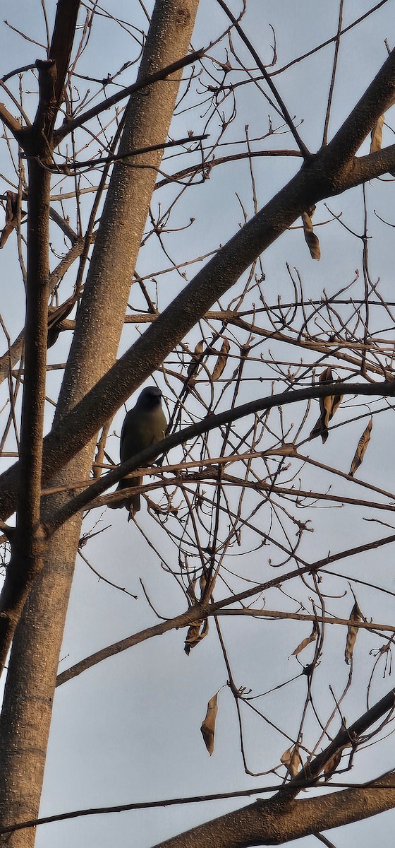 Yellow-winged Tanager - Hilda Gómez