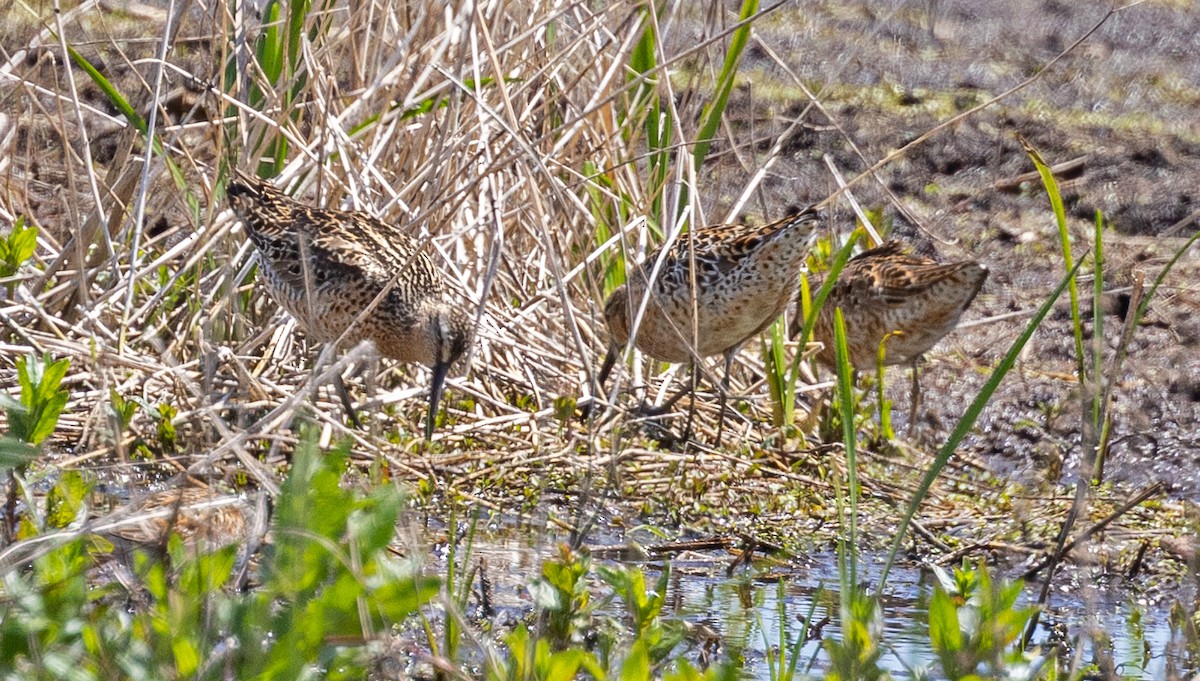 Short-billed Dowitcher - Garry  Sadler