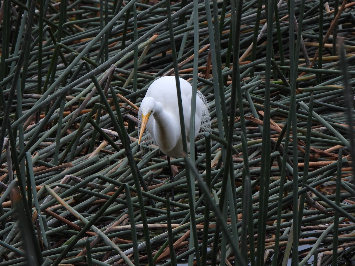 Great Egret (modesta) - Jeffrey Crawley