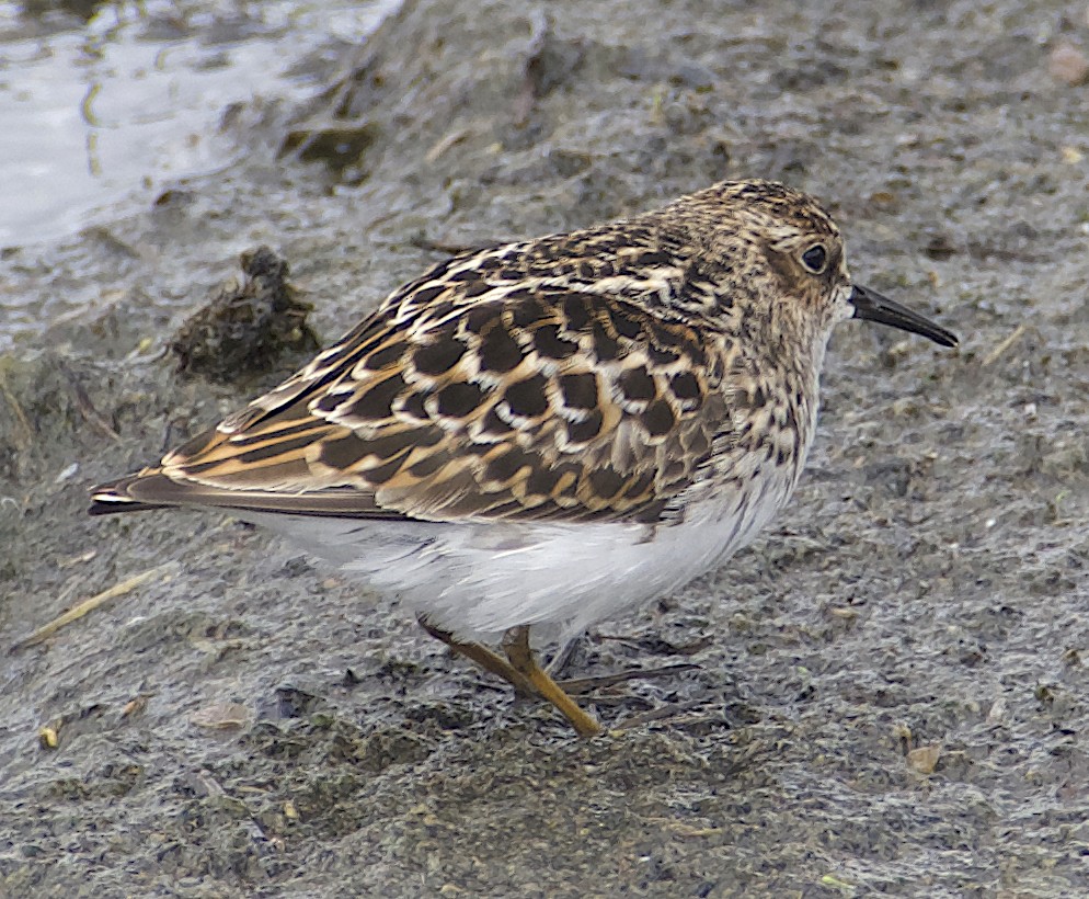 Least Sandpiper - Dave Trochlell