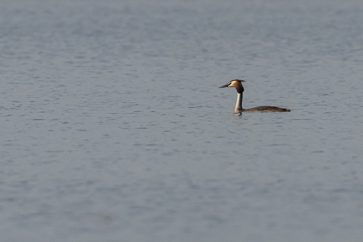 Great Crested Grebe - Piki Ish-Shalom