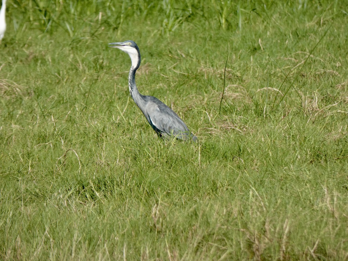 Black-headed Heron - Miguel Albornoz