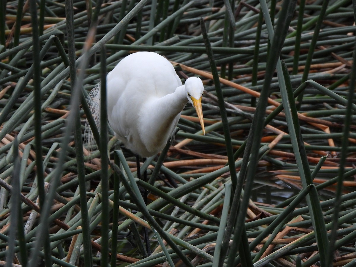 Great Egret (modesta) - Jeffrey Crawley