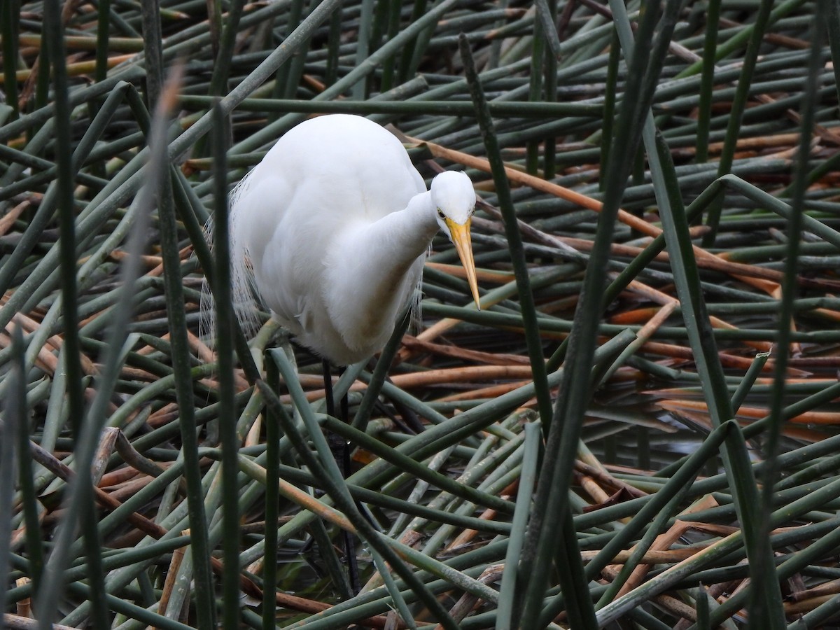 Great Egret (modesta) - Jeffrey Crawley