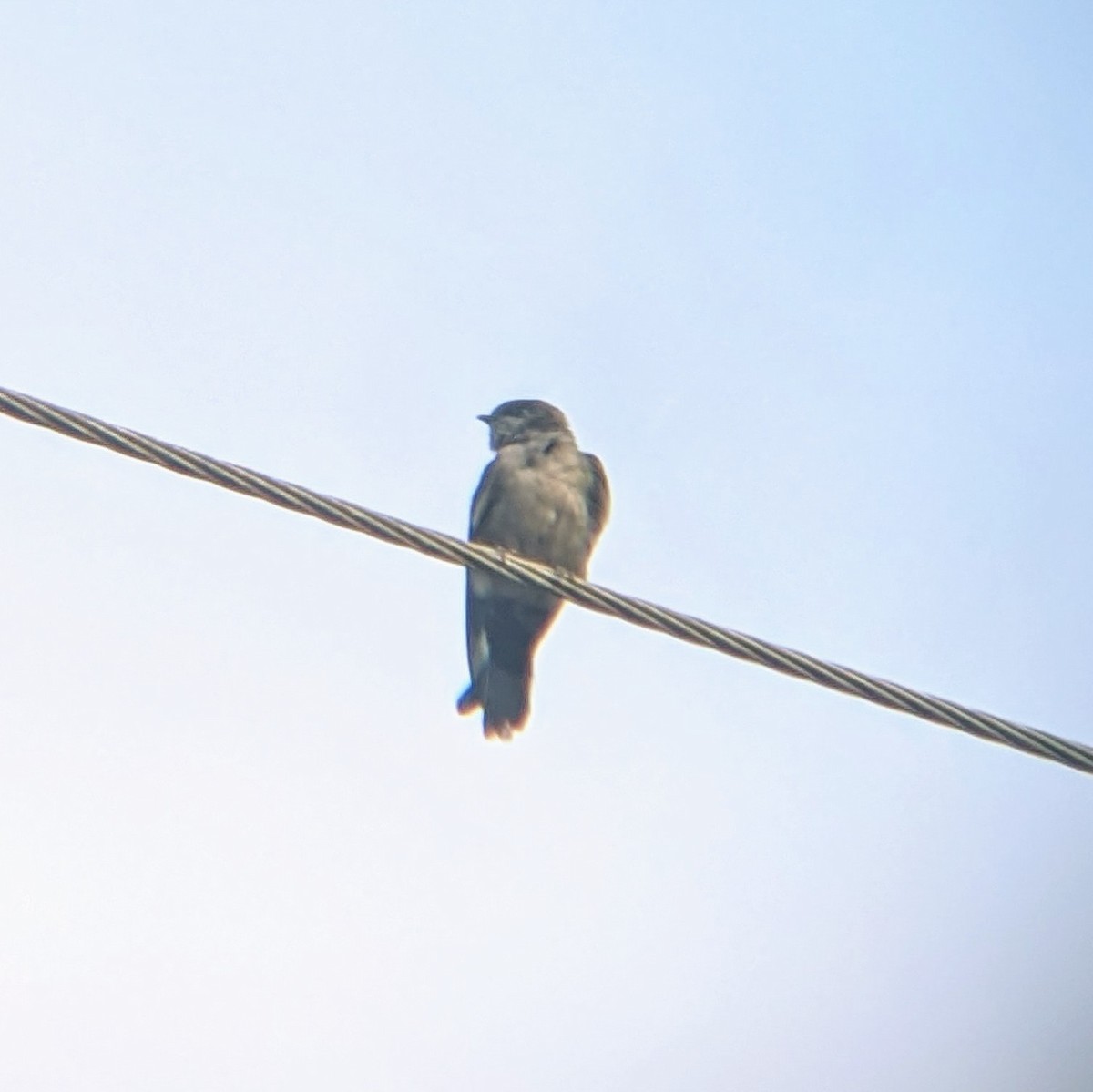 Brown-bellied Swallow - James Gonzalez