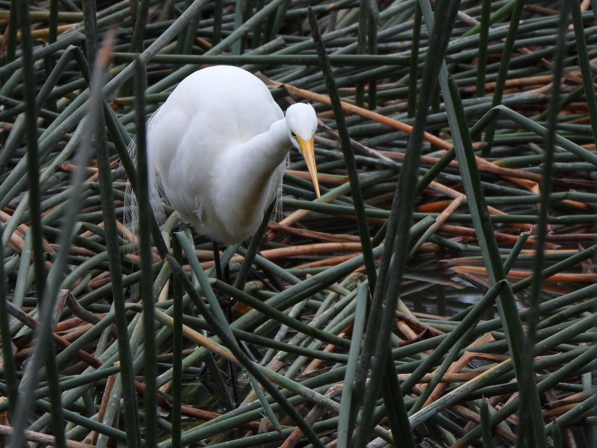 Great Egret (modesta) - Jeffrey Crawley