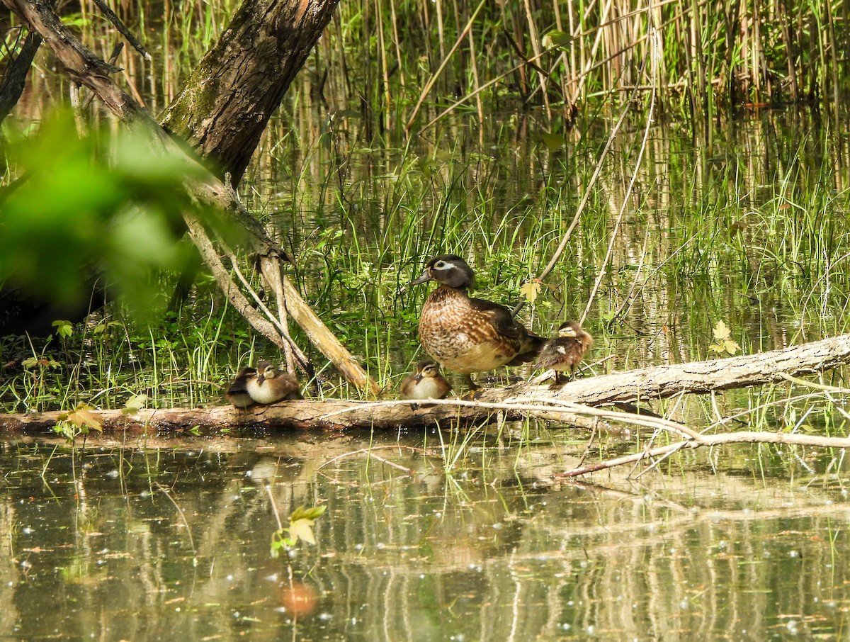 Wood Duck - Susan Brauning