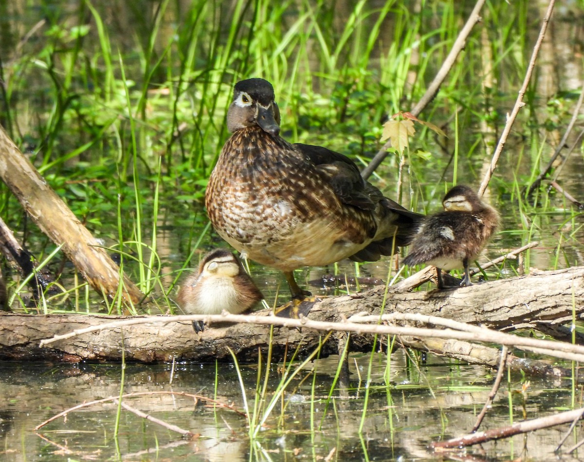 Wood Duck - ML618811736