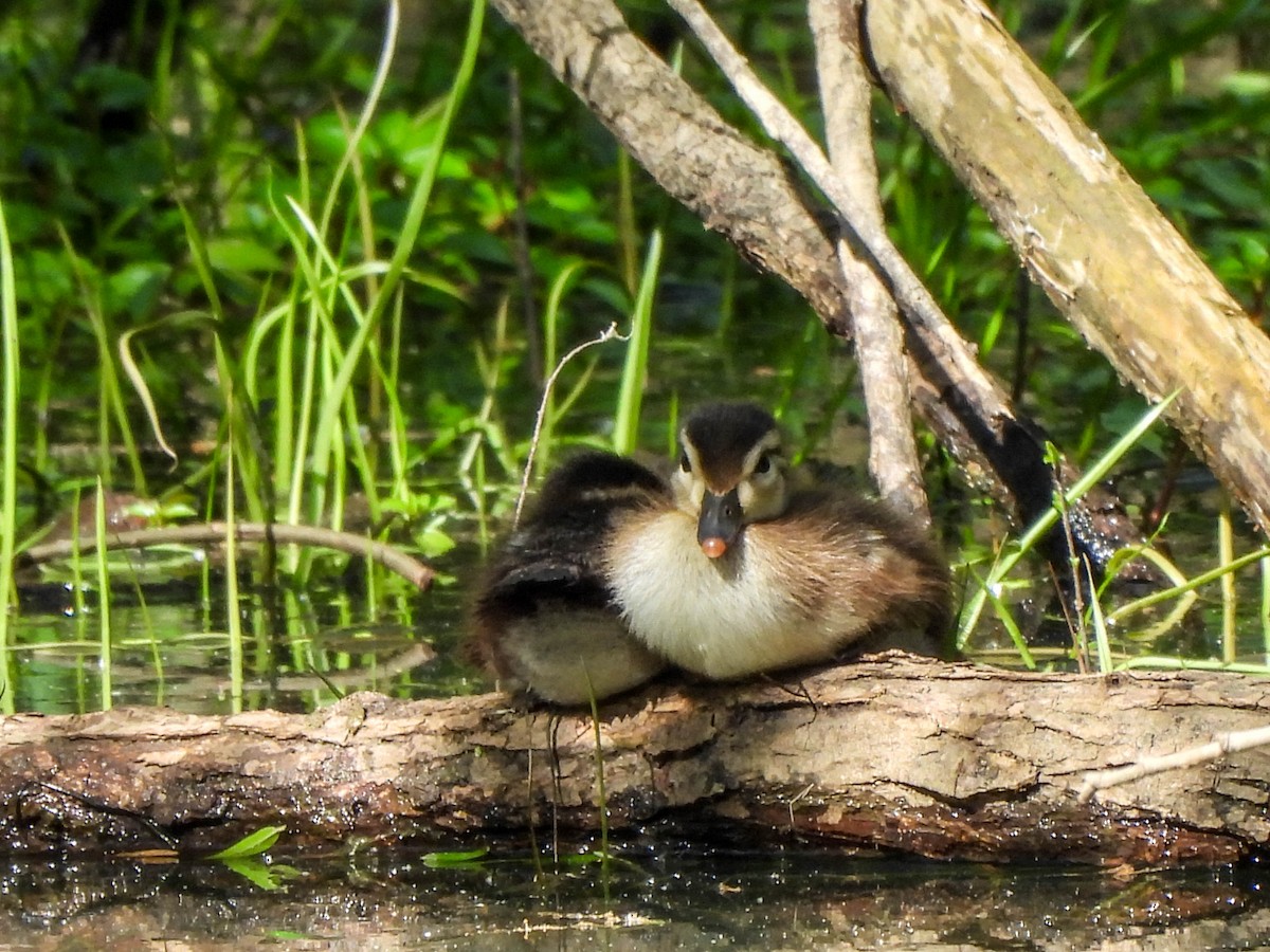 Wood Duck - ML618811737