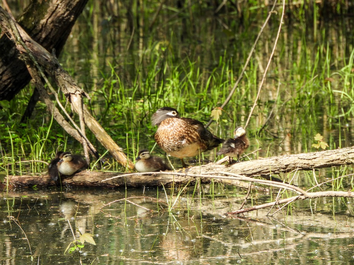 Wood Duck - Susan Brauning