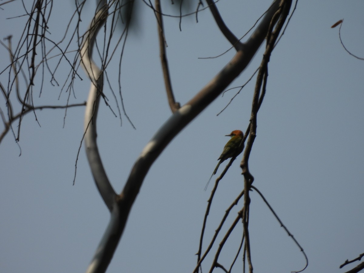 Asian Green Bee-eater - ML618811744