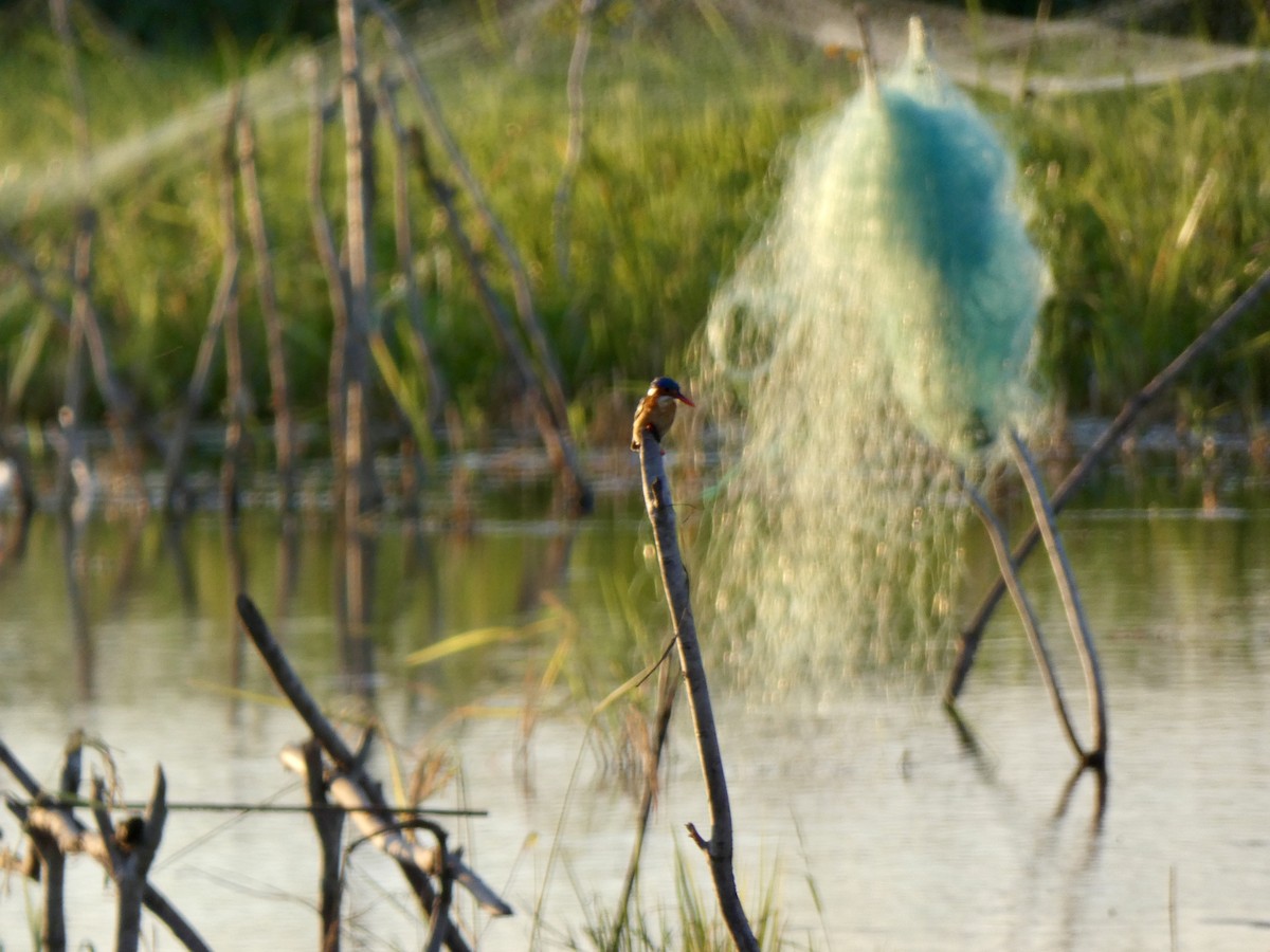 Malachite Kingfisher - Miguel Albornoz