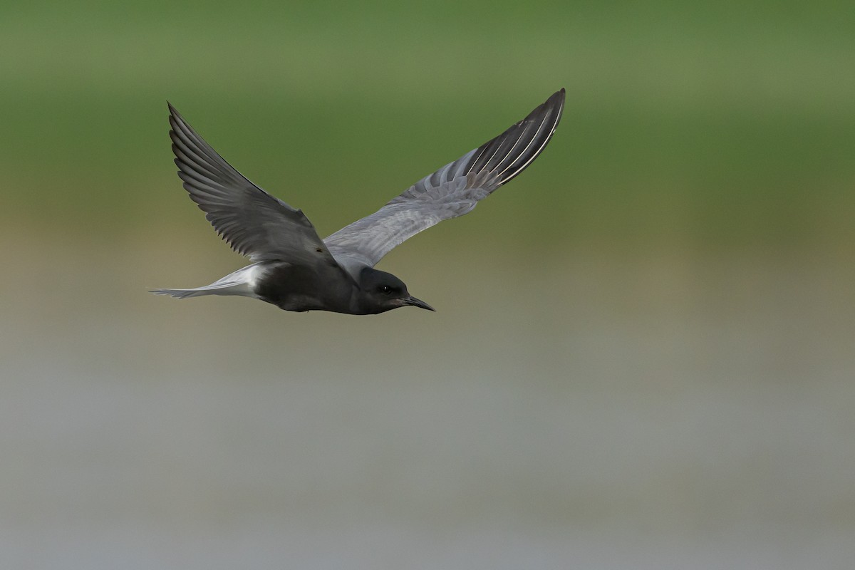 Black Tern - Piki Ish-Shalom