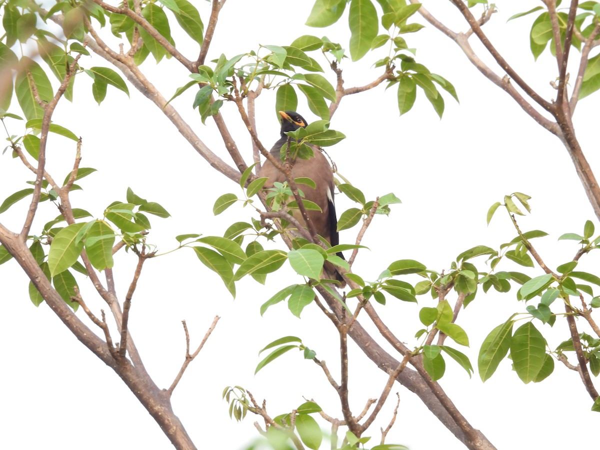 Common Myna - Sameer Kulkarni