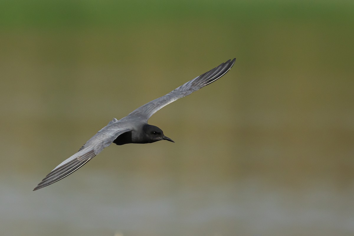 Black Tern - Piki Ish-Shalom