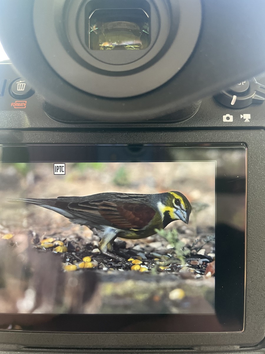 Dickcissel - ML618811777