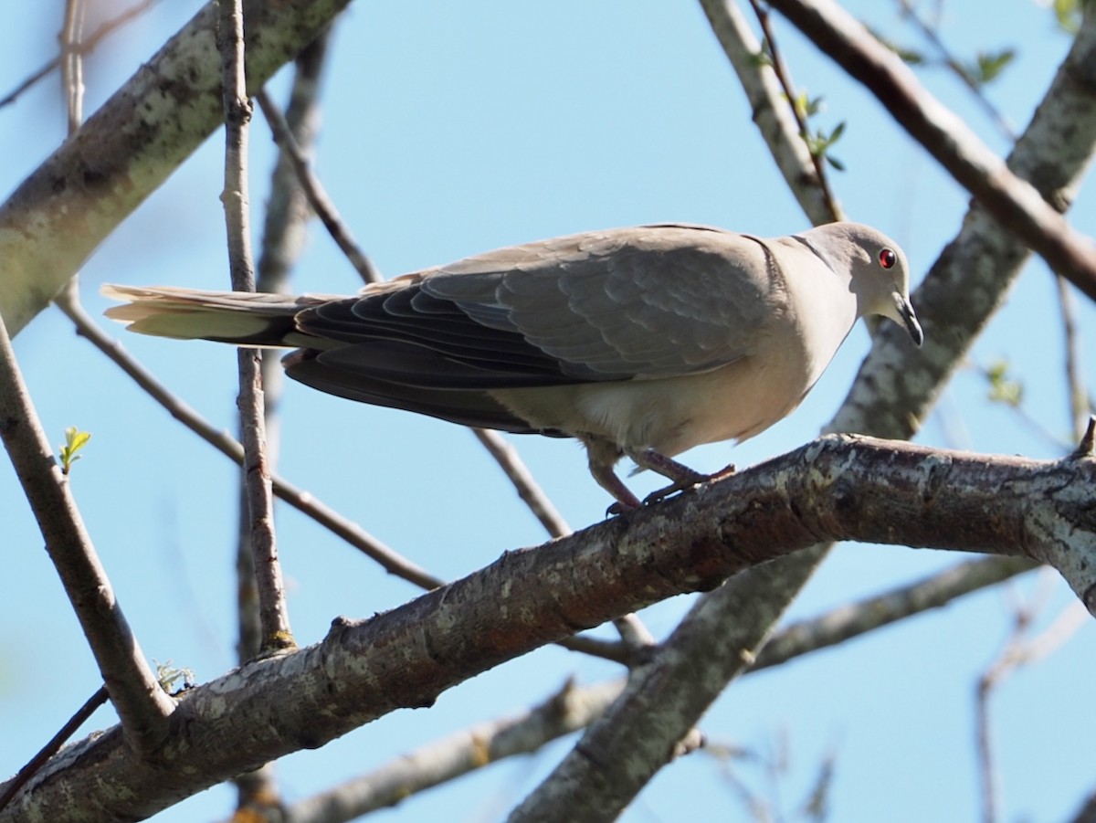 Eurasian Collared-Dove - Wendy Feltham