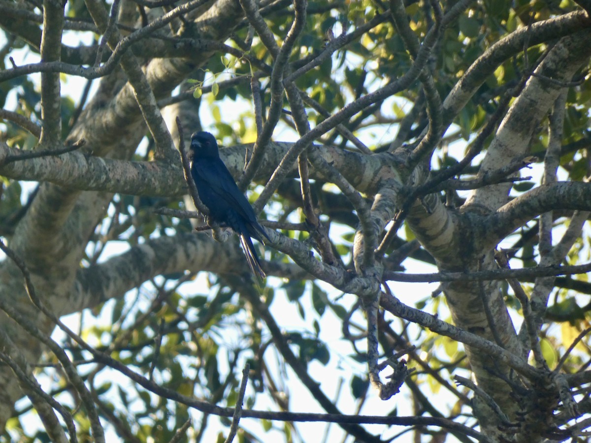 Fork-tailed Drongo - Miguel Albornoz