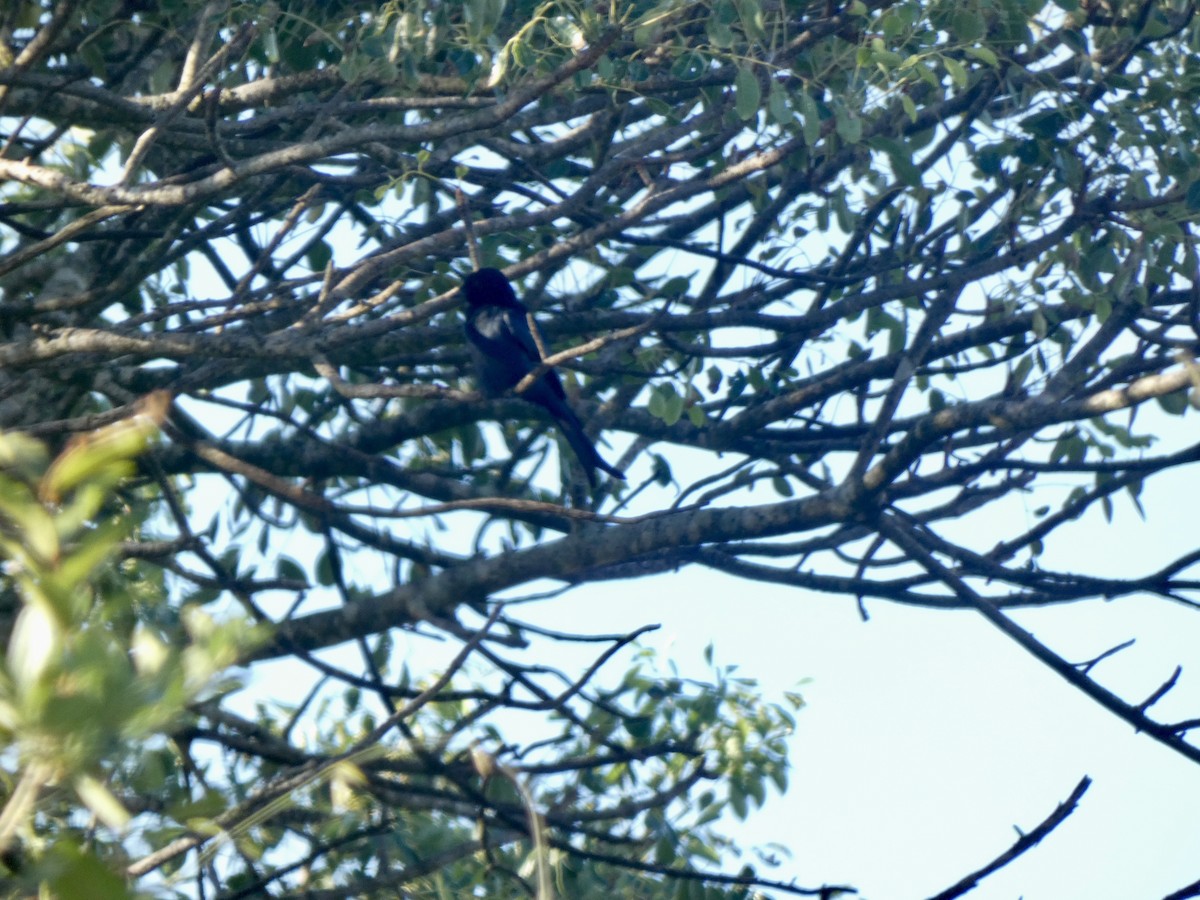 Fork-tailed Drongo - Miguel Albornoz