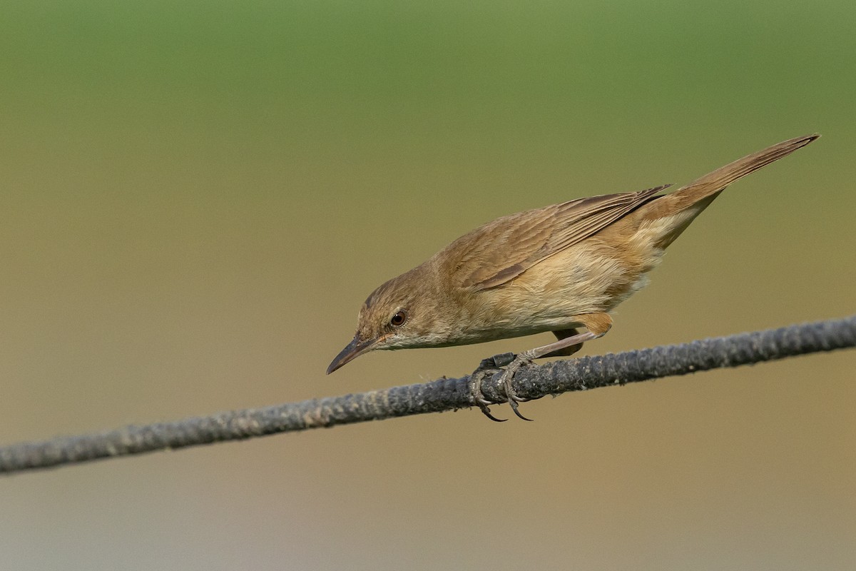 Clamorous Reed Warbler - Piki Ish-Shalom